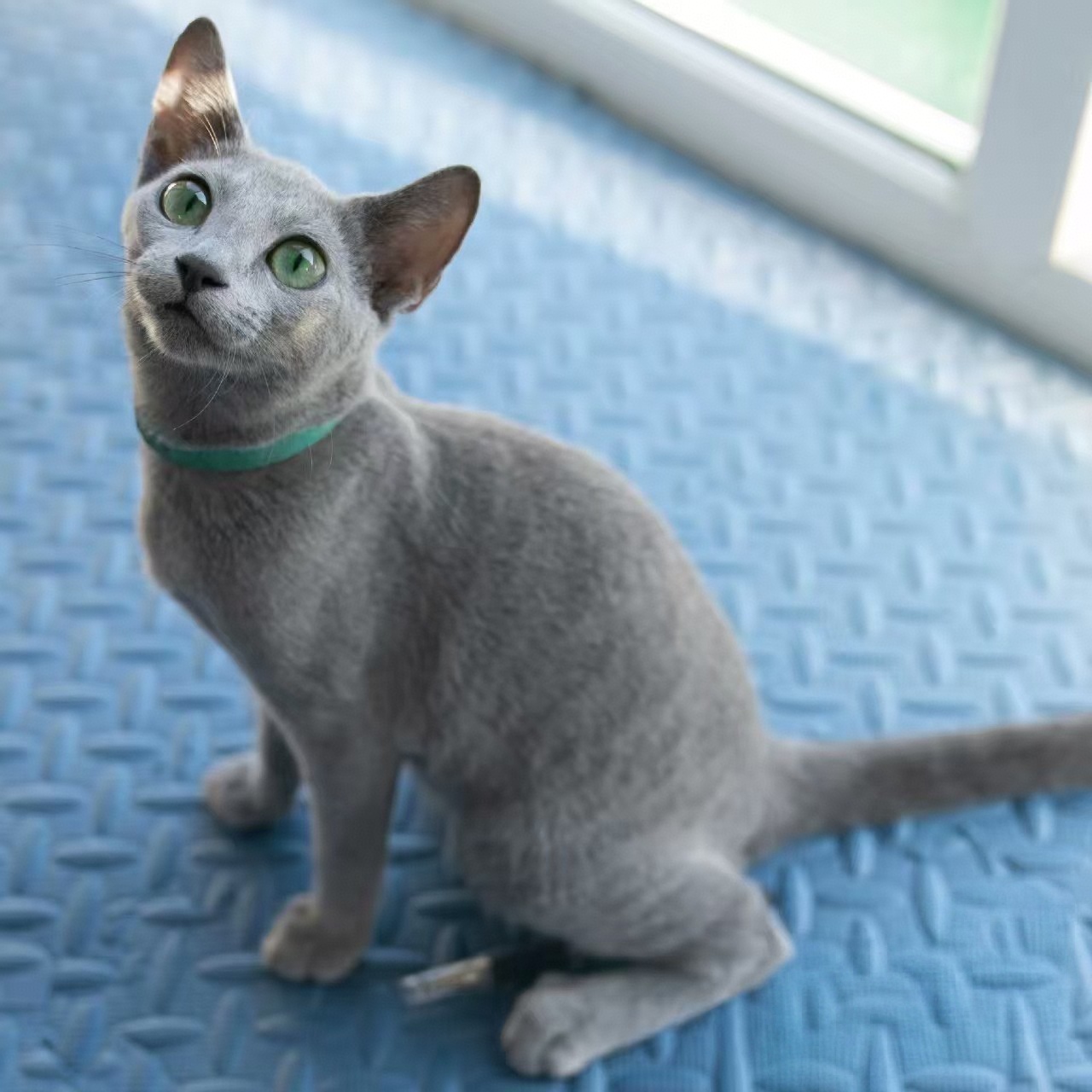 纯种俄罗斯蓝猫
坐标北京北四环